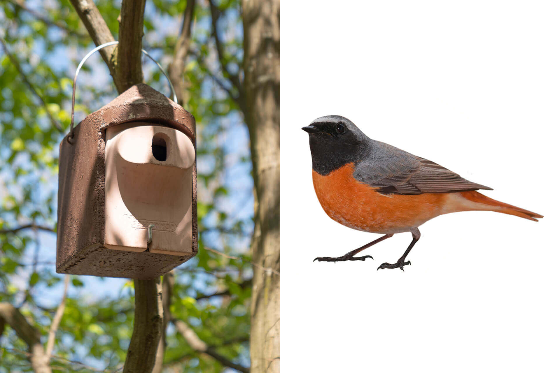 A little house for redstarts (pictured), nuthatches, or sparrows: These small suspended houses invite several bird species to breed in them—that’s why a larger number of them are hanging at Schreiner Group.