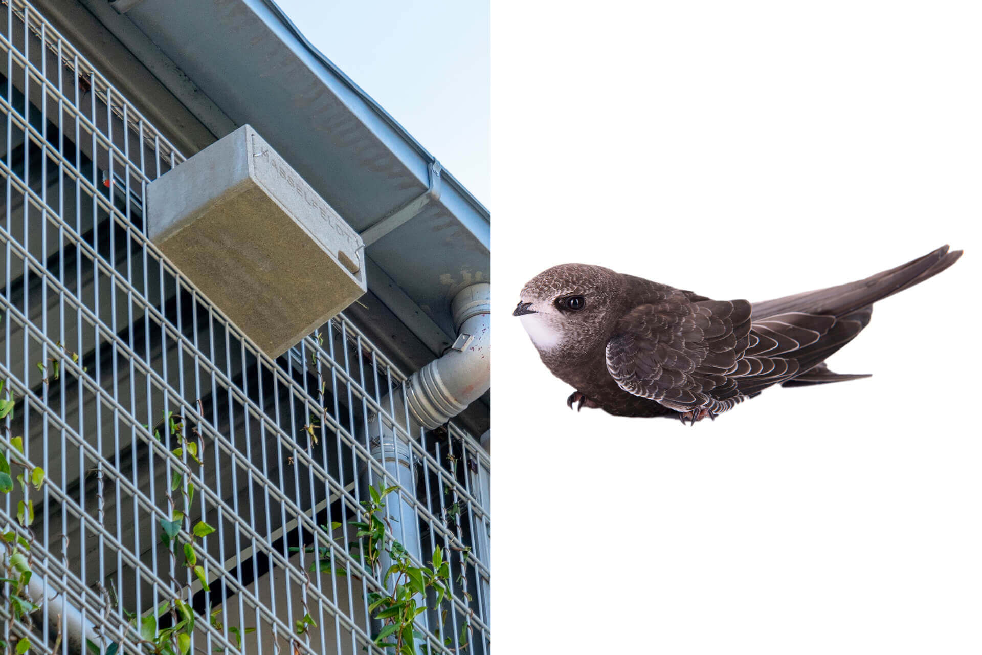 Boxes for common swifts: As a substitute for its natural breeding places in rocks and cliffs, the common swift likes to make its nest on buildings at a height of 6 to 7 meters—like here on Schreiner Group’s parking garage.