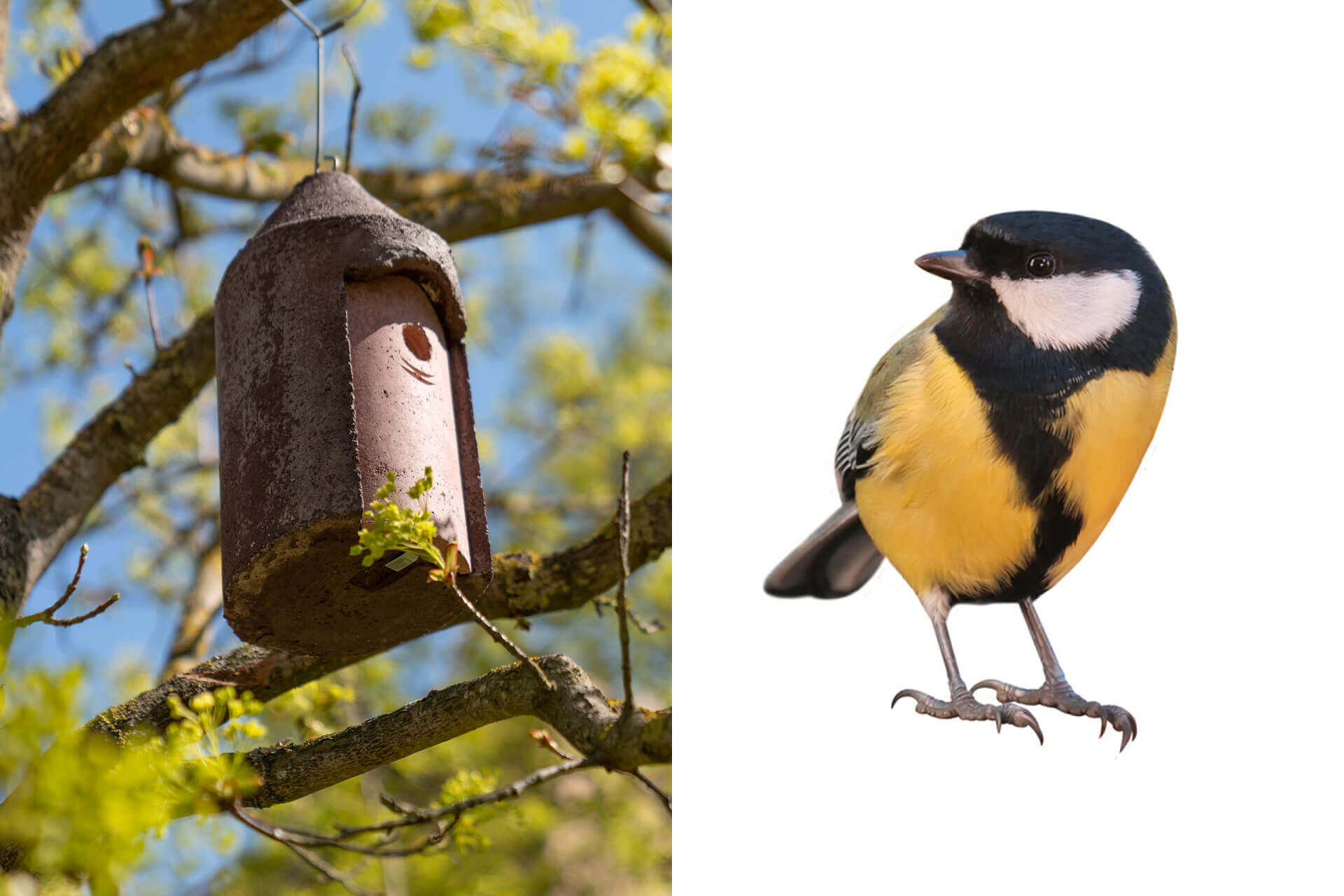 Nesting cavity for tits. Whether they’re great tits, blue tits, marsh tits, coal tits, or crested tits: because this construction is freely suspended in the air using a hanger, the young birds enjoy particularly effective protection against attacks by cats or martens.
