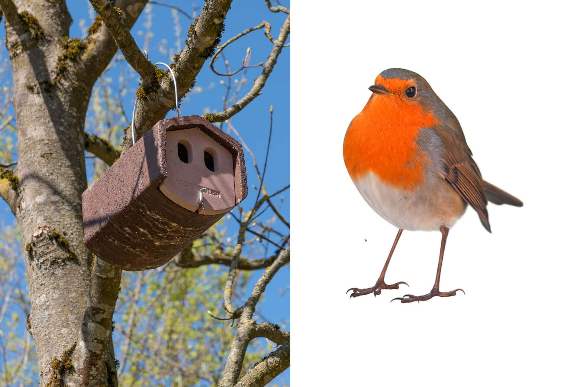 European robins enjoy cavities like these for nesting. The two holes allow more sunlight to enter the cave—which makes the nest inside a little brighter and warmer for their offspring.