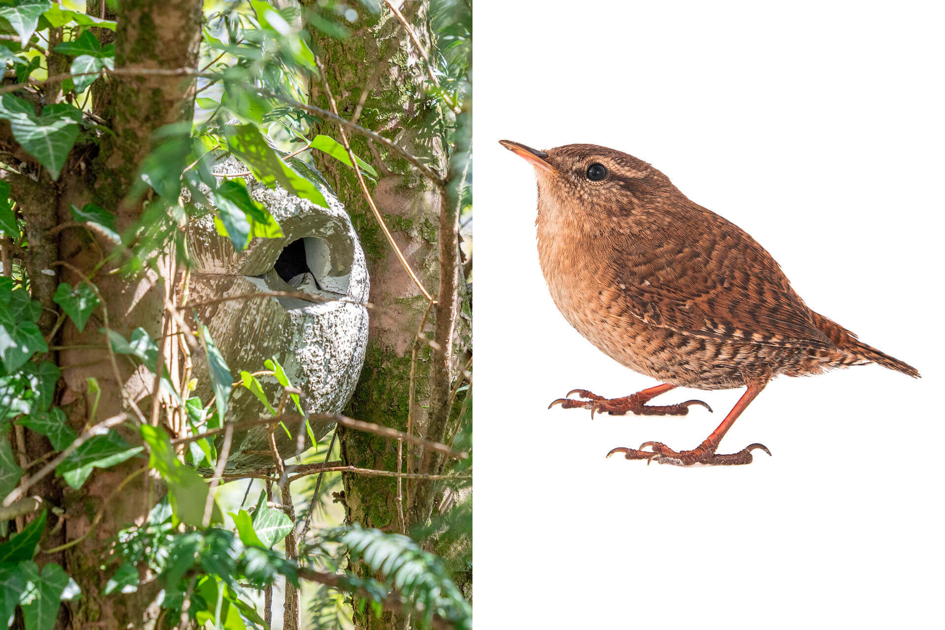 Domes for the Eurasian wren: Eurasian wrens prefer round, closed nesting aids. They use their quarters not only for rearing their young but frequently also as a place to sleep in during the winter.